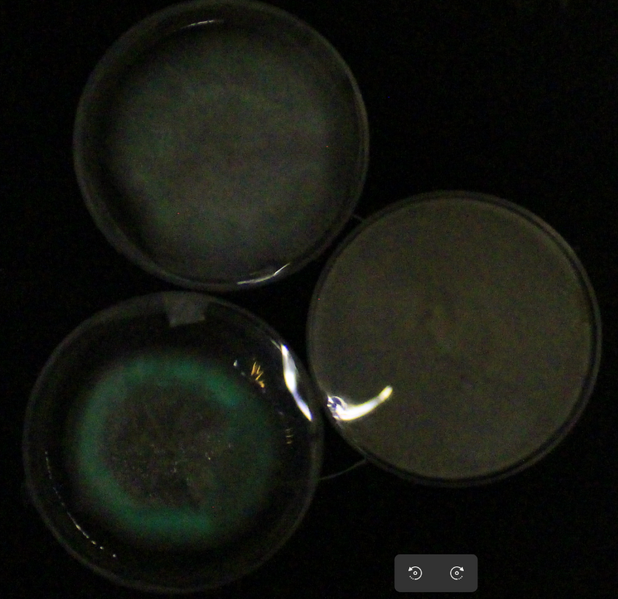 File:Screenshotwithambientlight firstPositivepHeffect.png