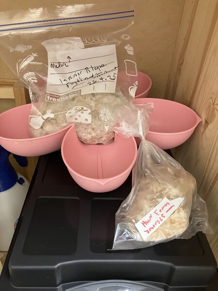 File:Mycelia sacofoldblock&heart4bees.jpeg