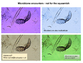 Thumbnail for version as of 12:00, 12 October 2026